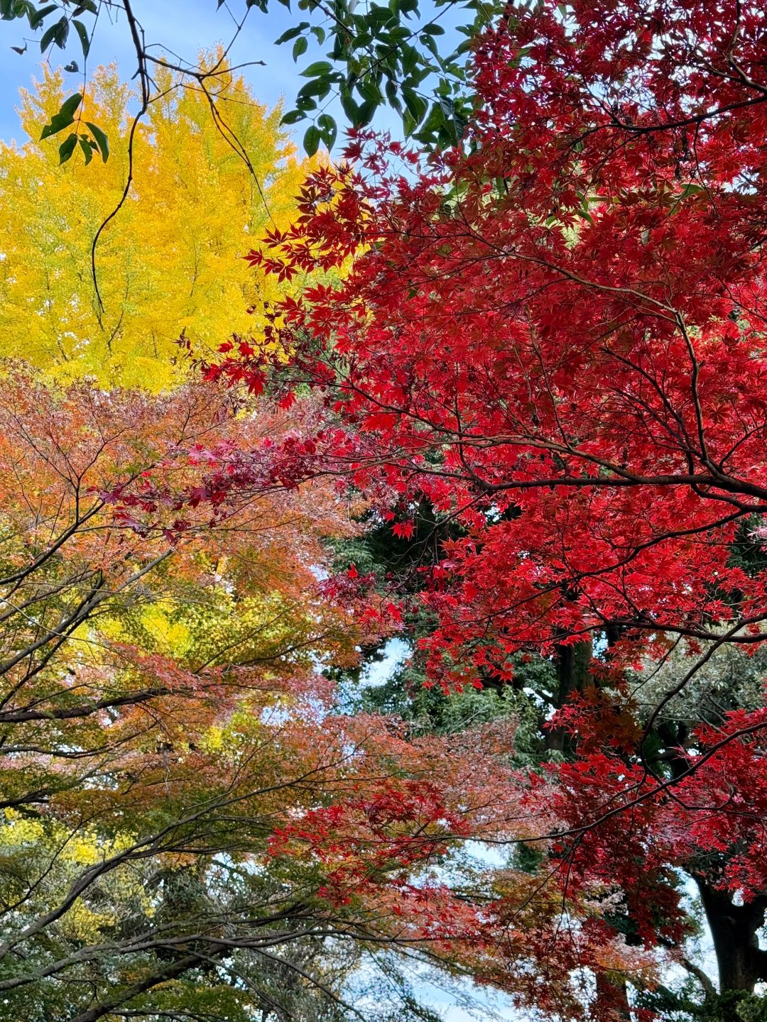Tokyo-Enjoy the red leaves, ginkgo trees and warm sunset in a quiet park in Tokyo, Japan