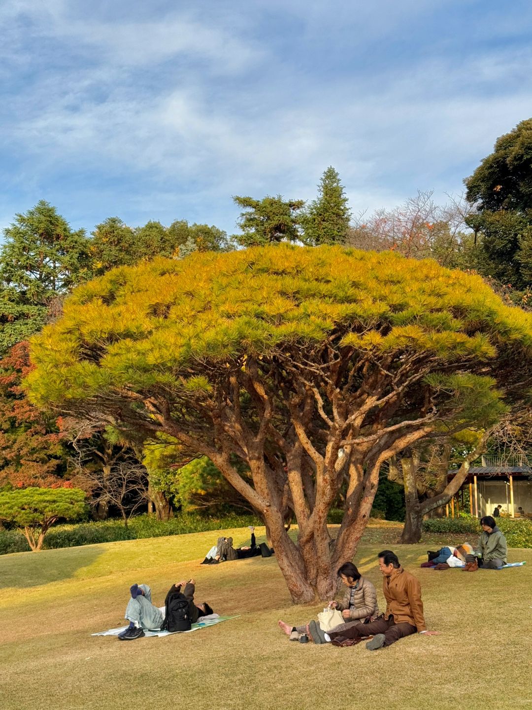 Tokyo-Enjoy the red leaves, ginkgo trees and warm sunset in a quiet park in Tokyo, Japan