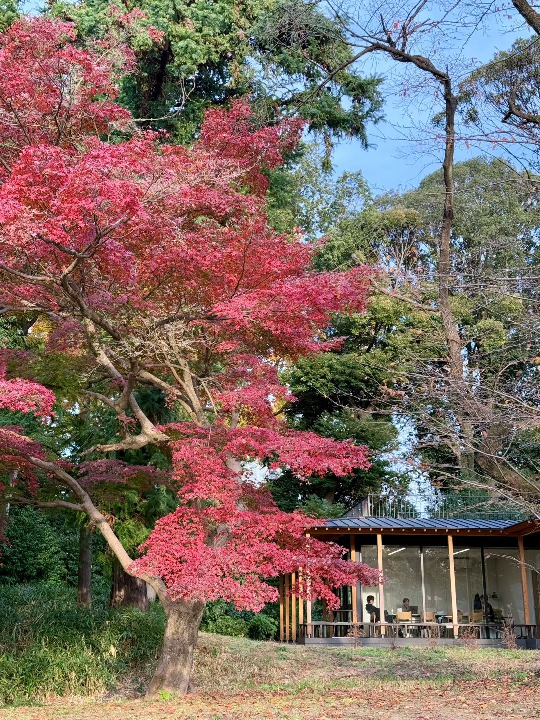 Tokyo-Enjoy the red leaves, ginkgo trees and warm sunset in a quiet park in Tokyo, Japan