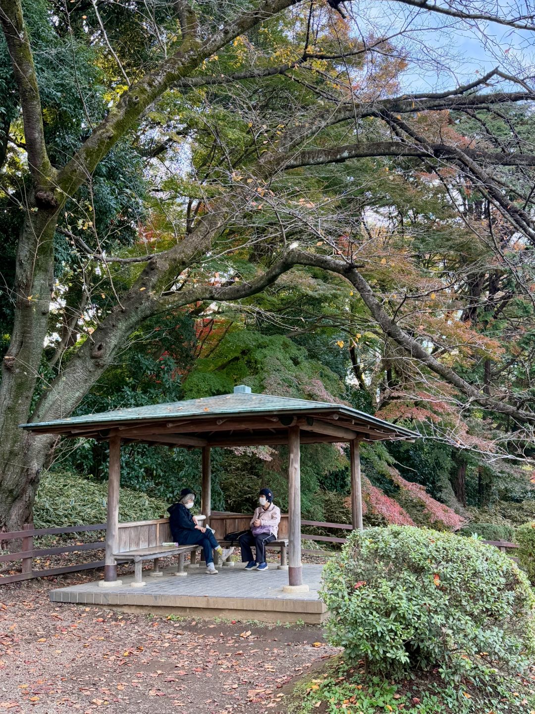 Tokyo-Enjoy the red leaves, ginkgo trees and warm sunset in a quiet park in Tokyo, Japan