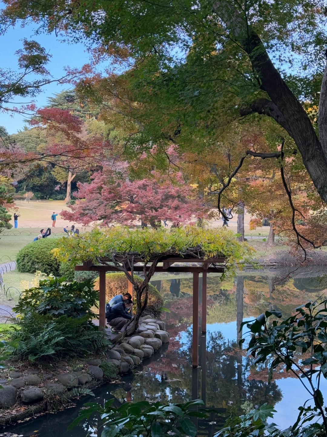 Tokyo-Enjoy the red leaves, ginkgo trees and warm sunset in a quiet park in Tokyo, Japan