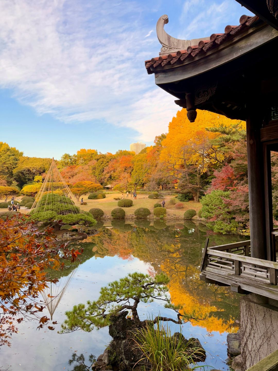 Tokyo-Enjoy the red leaves, ginkgo trees and warm sunset in a quiet park in Tokyo, Japan