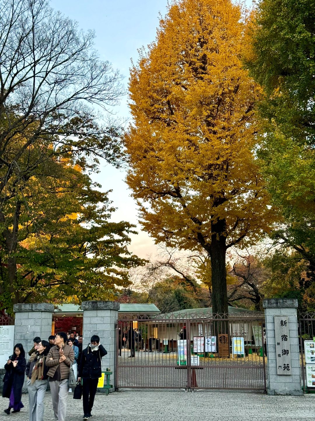 Tokyo-Enjoy the red leaves, ginkgo trees and warm sunset in a quiet park in Tokyo, Japan