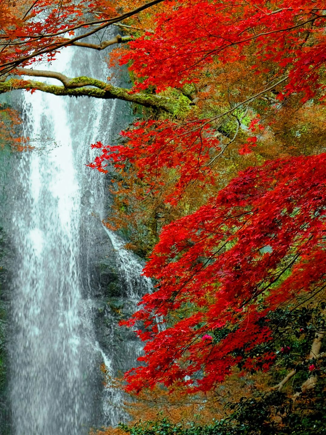 Osaka-Yumyeon Park in Minoh City, Osaka Prefecture with waterfall,bridge,Minoh Botanical Garden