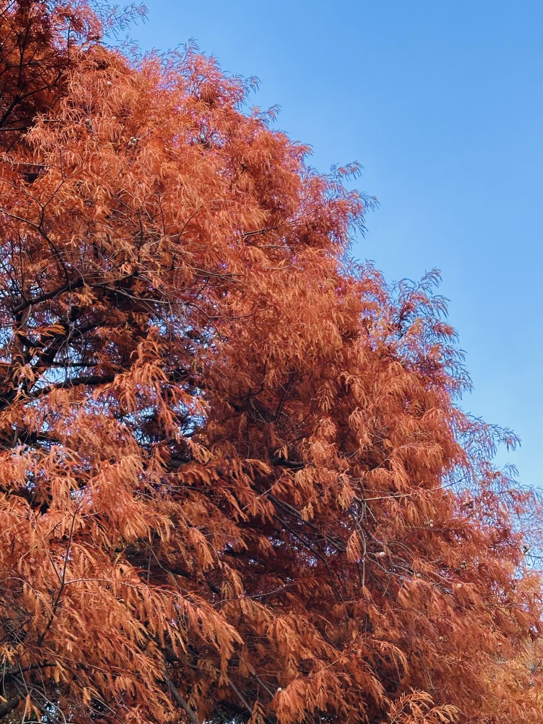 Osaka-Nagai Park of Osaka Park:natural,beautiful,clean with winding paths