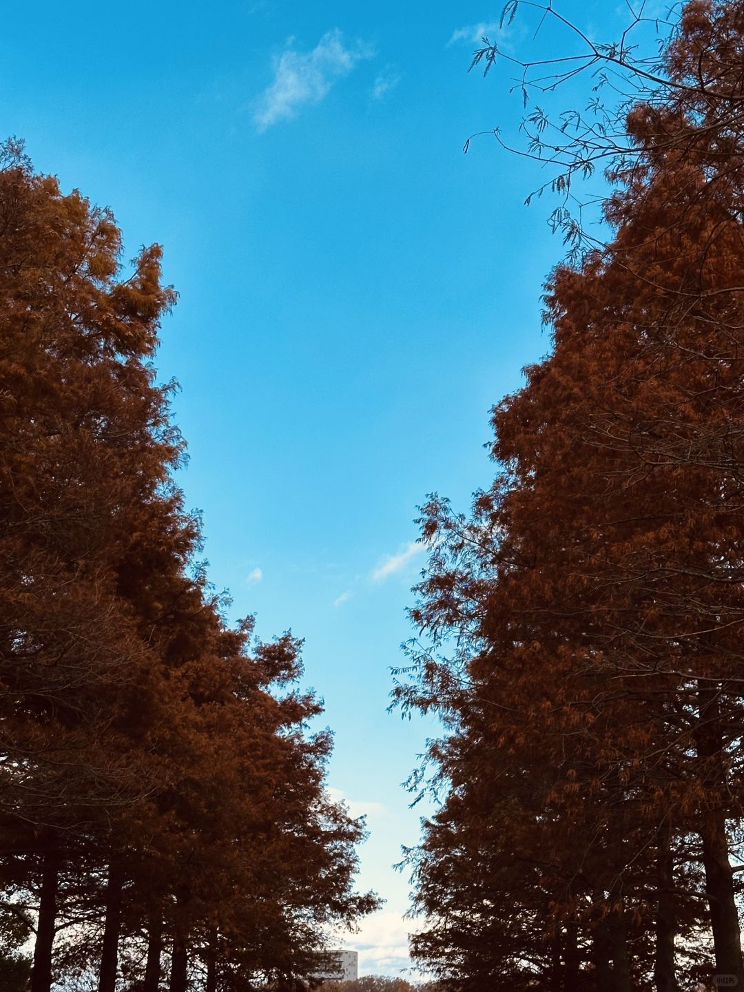Osaka-Nagai Park of Osaka Park:natural,beautiful,clean with winding paths