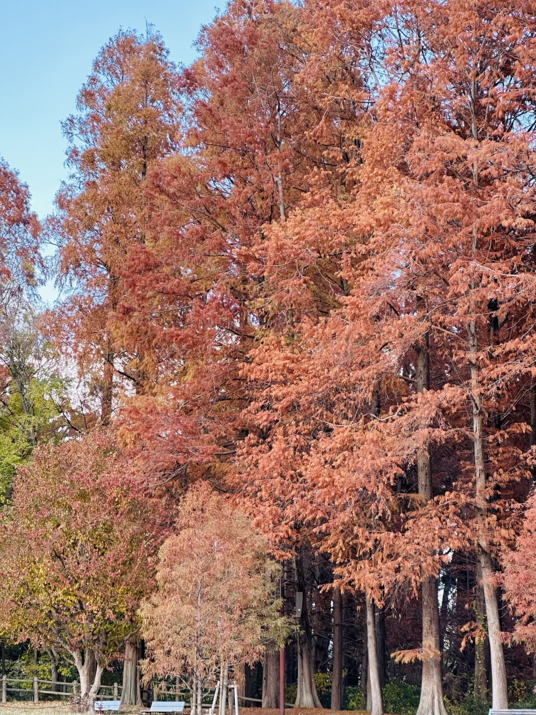 Osaka-Nagai Park of Osaka Park:natural,beautiful,clean with winding paths