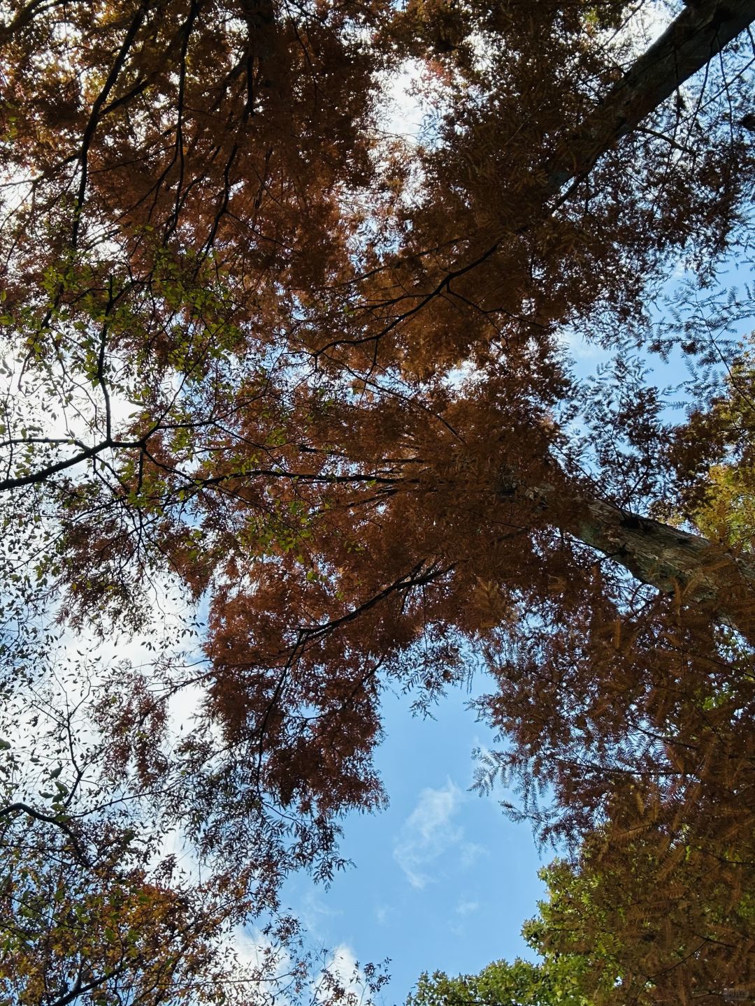 Osaka-Nagai Park of Osaka Park:natural,beautiful,clean with winding paths