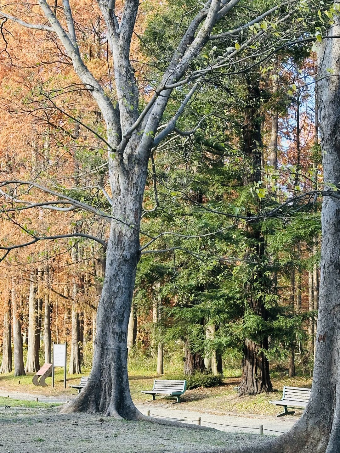 Osaka-Nagai Park of Osaka Park:natural,beautiful,clean with winding paths