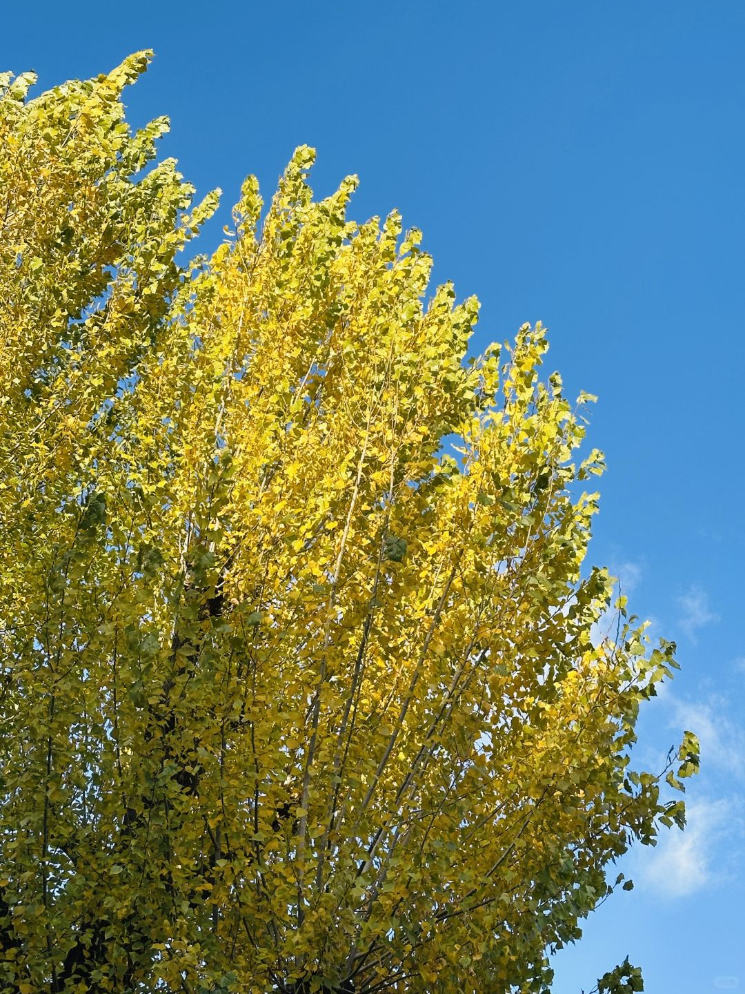 Osaka-Nagai Park of Osaka Park:natural,beautiful,clean with winding paths