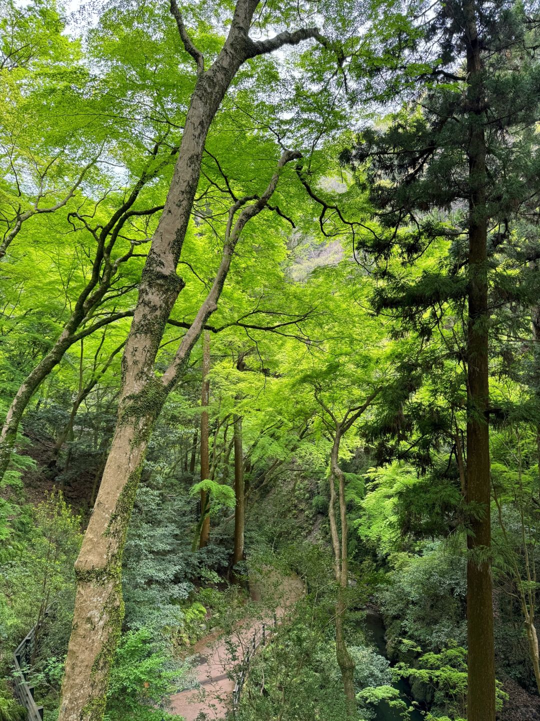 Osaka-Yumen Park full of greenery,The Katsuo Daruma Temple are worth visiting.