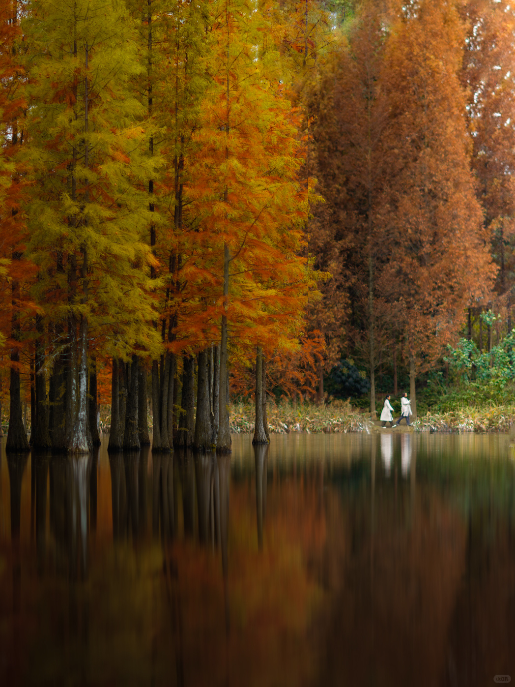 Chengdu/Chongqing-Chengdu Egret Bay Wetland Park | The water fir trees on the shore are all deep red!