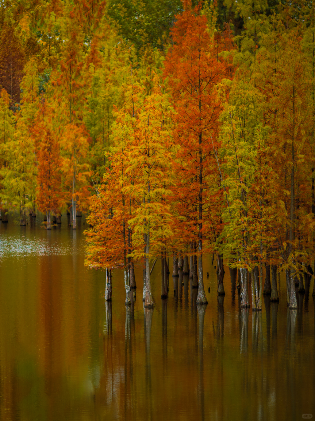 Chengdu/Chongqing-Chengdu Egret Bay Wetland Park | The water fir trees on the shore are all deep red!