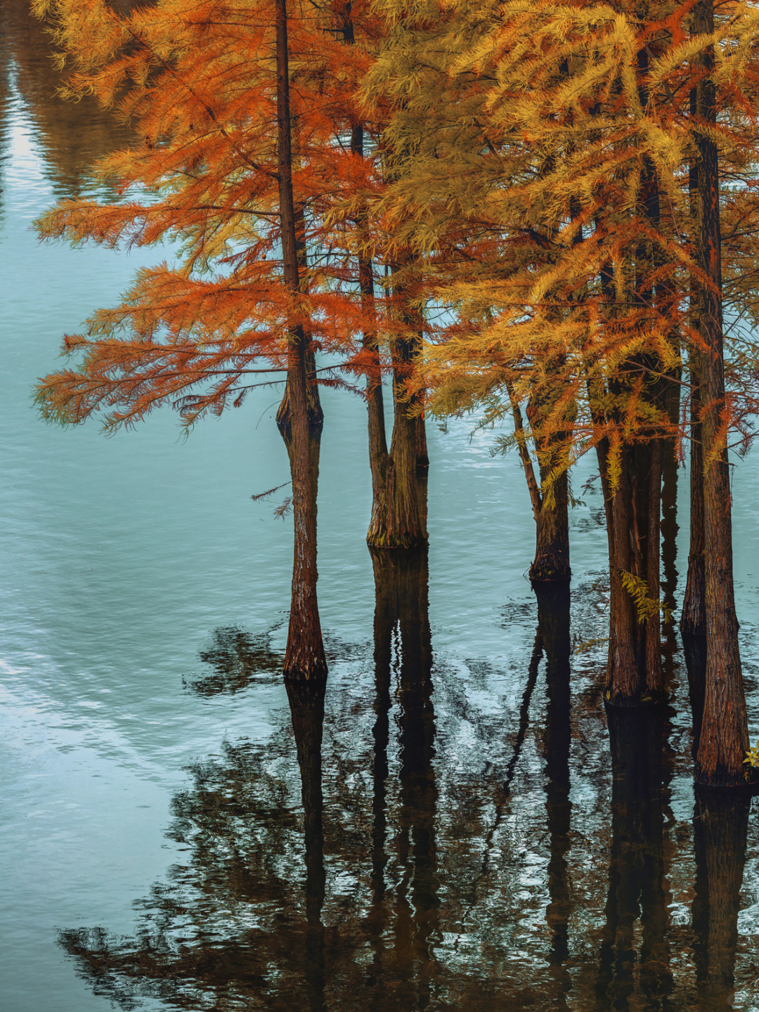 Chengdu/Chongqing-Chengdu Egret Bay Wetland Park | The water fir trees on the shore are all deep red!
