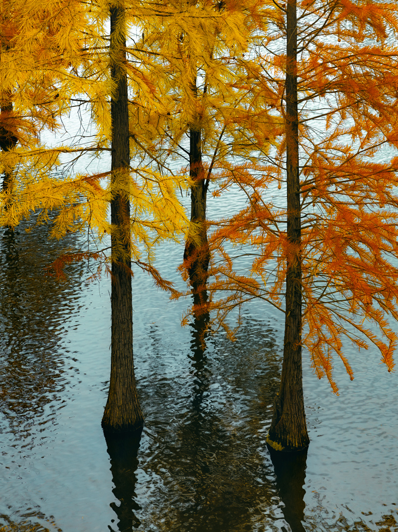 Chengdu/Chongqing-Chengdu Egret Bay Wetland Park | The water fir trees on the shore are all deep red!