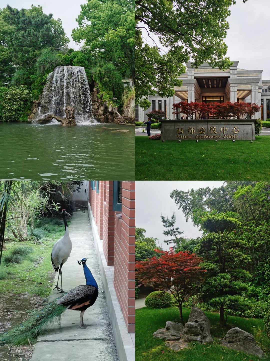 Shanghai/Hangzhou-At the Xijiao Hotel in Shanghai, peacocks and red crowned cranes will appear directly outside the room windows!