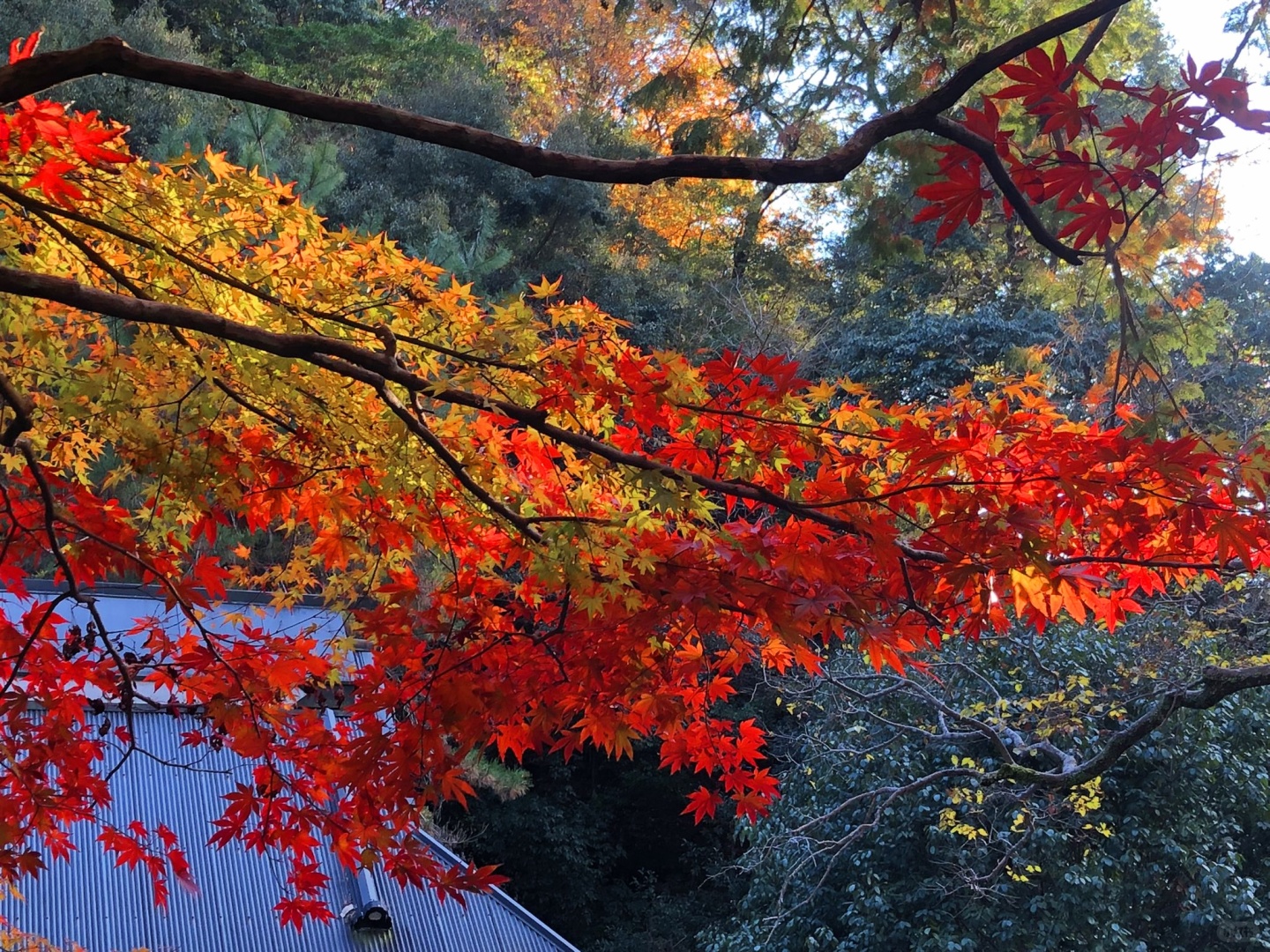 Osaka-Guide to viewing maple leaves in Osaka's Yumen Park:Minoh Waterfall,Botanical Garden,Suspension Bridge