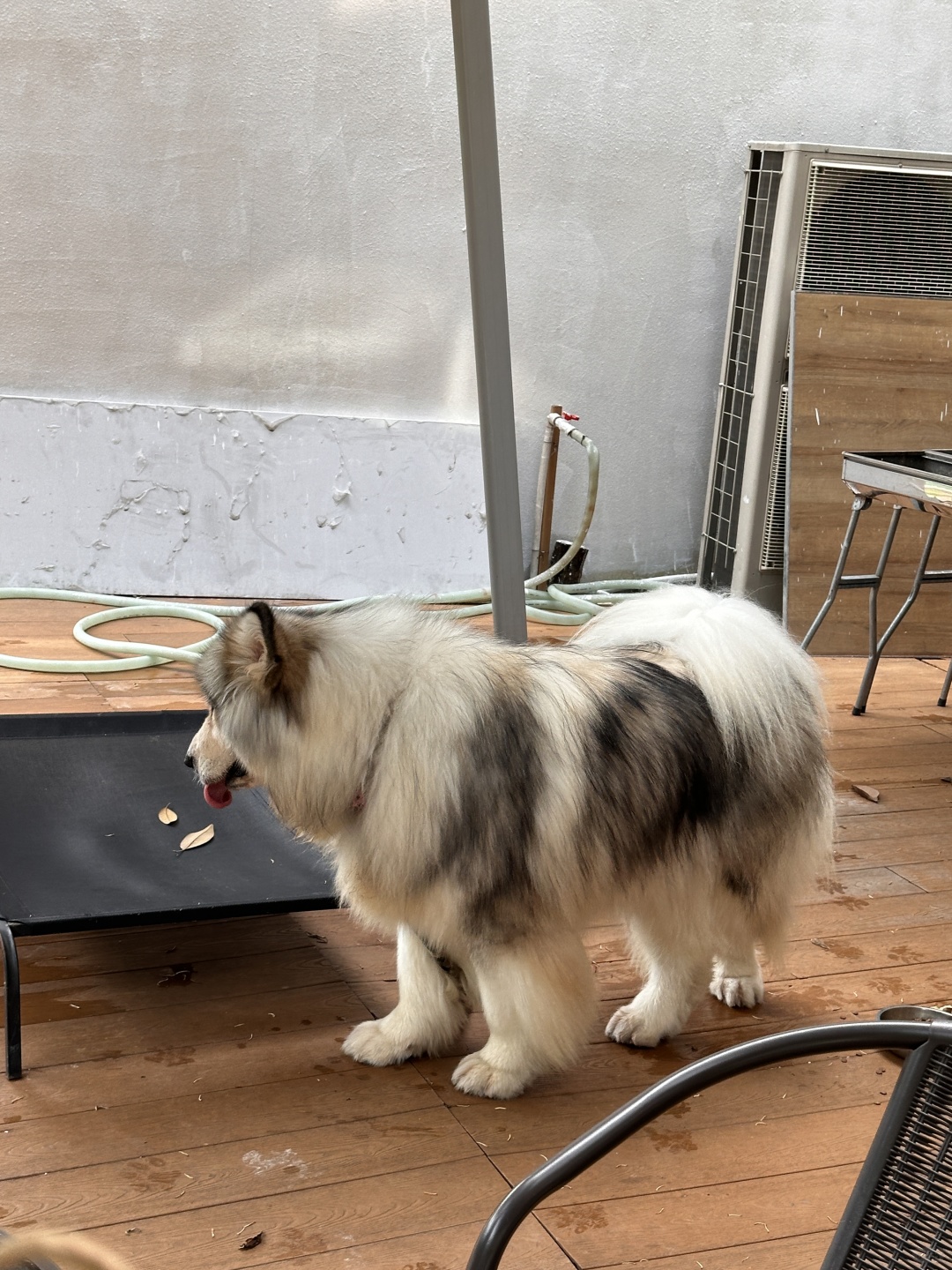 Changsha-Changsha Houhu Cafe, this pet friendly shop has a chubby dog!