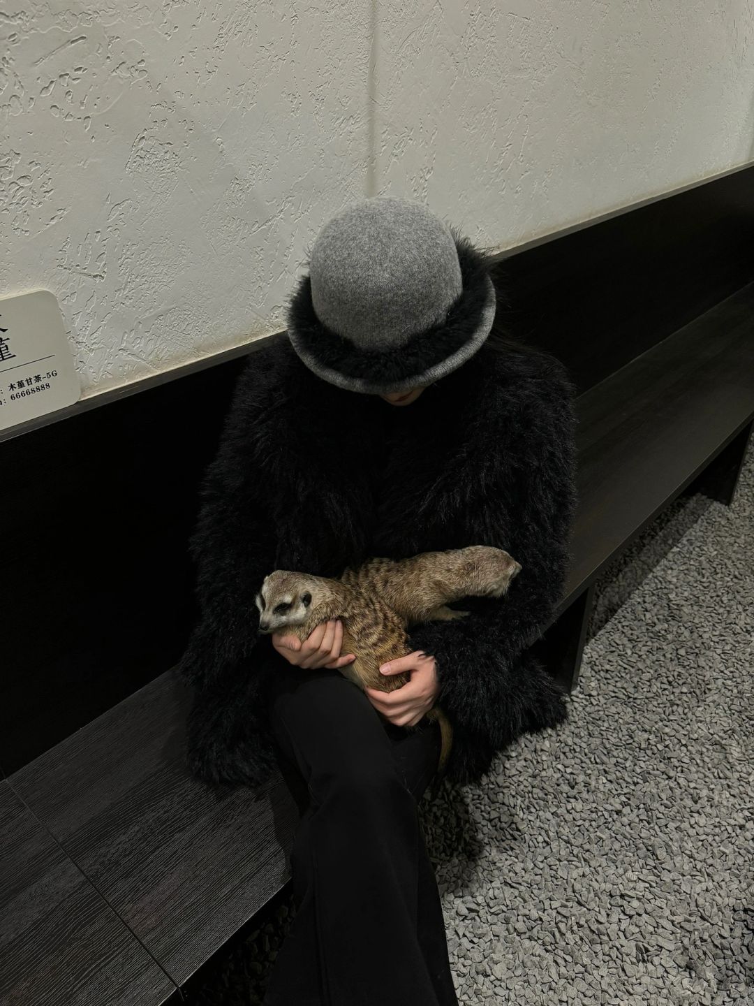 Chengdu/Chongqing-Encountering a super cute ferret at Dingman Cafe in Chengdu!
