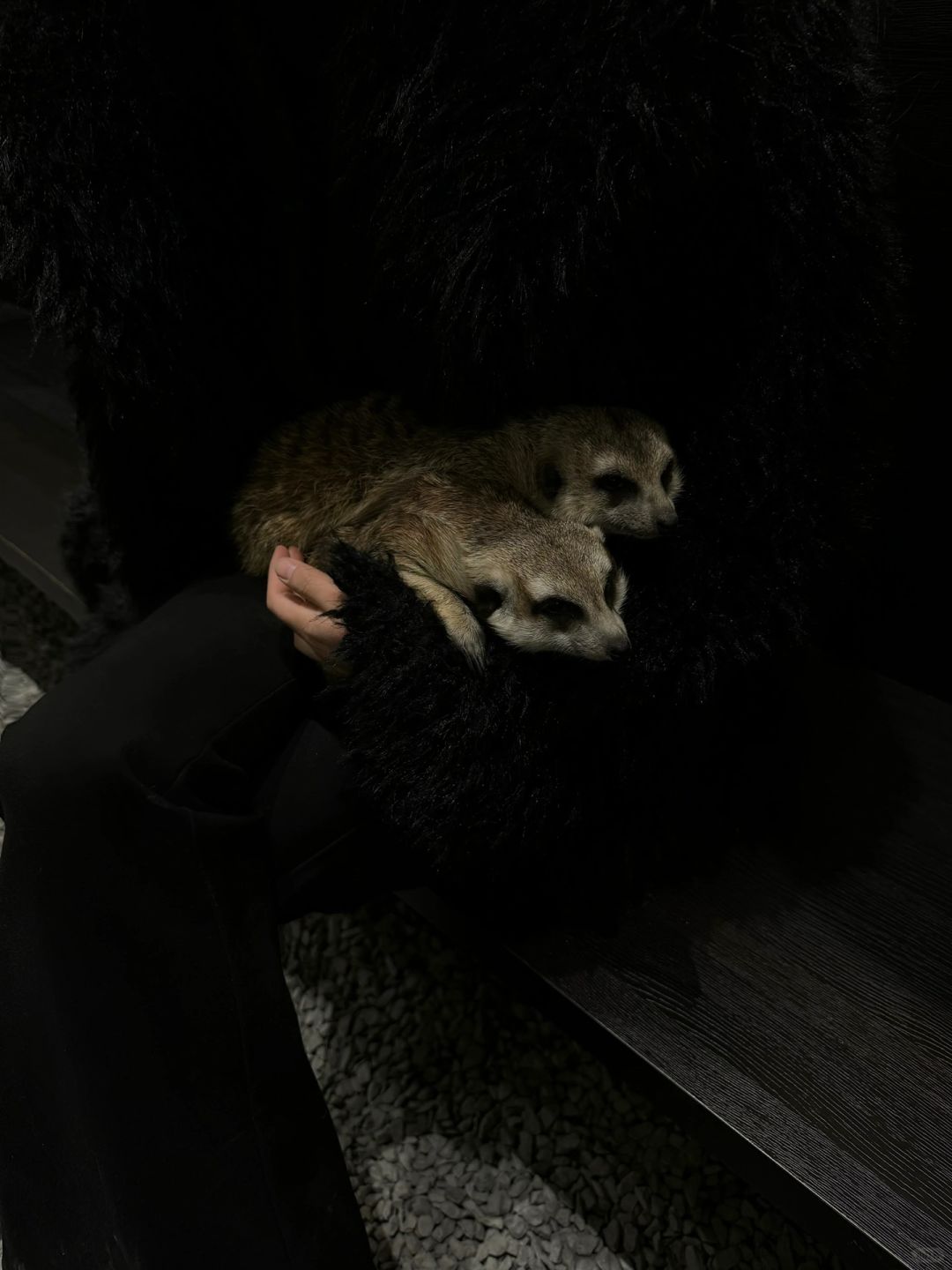Chengdu/Chongqing-Encountering a super cute ferret at Dingman Cafe in Chengdu!