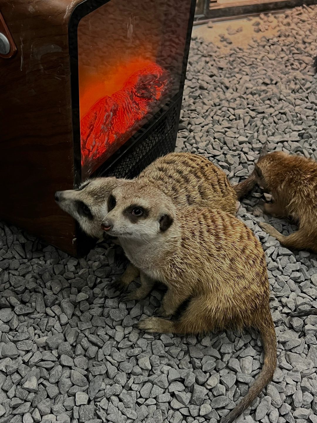 Chengdu/Chongqing-Encountering a super cute ferret at Dingman Cafe in Chengdu!