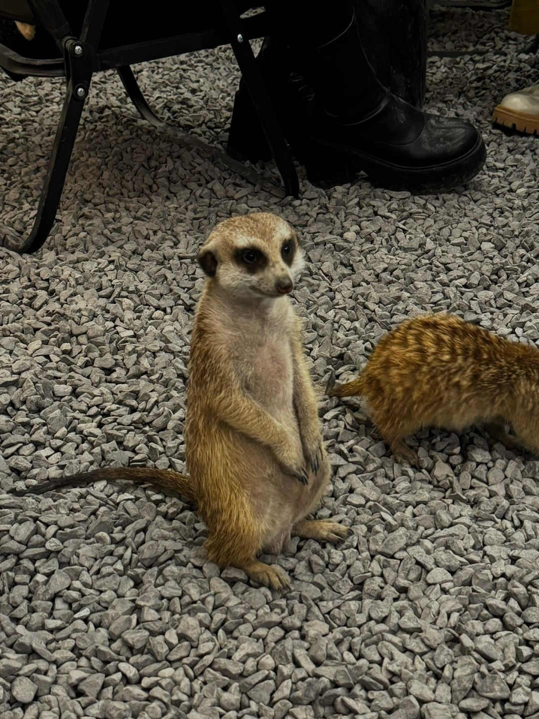 Chengdu/Chongqing-Encountering a super cute ferret at Dingman Cafe in Chengdu!