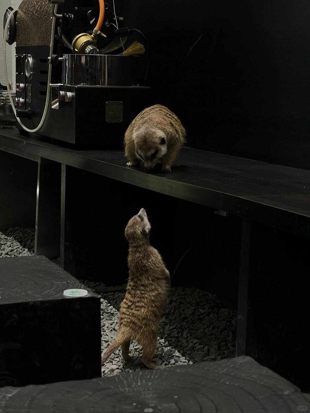 Chengdu/Chongqing-Encountering a super cute ferret at Dingman Cafe in Chengdu!