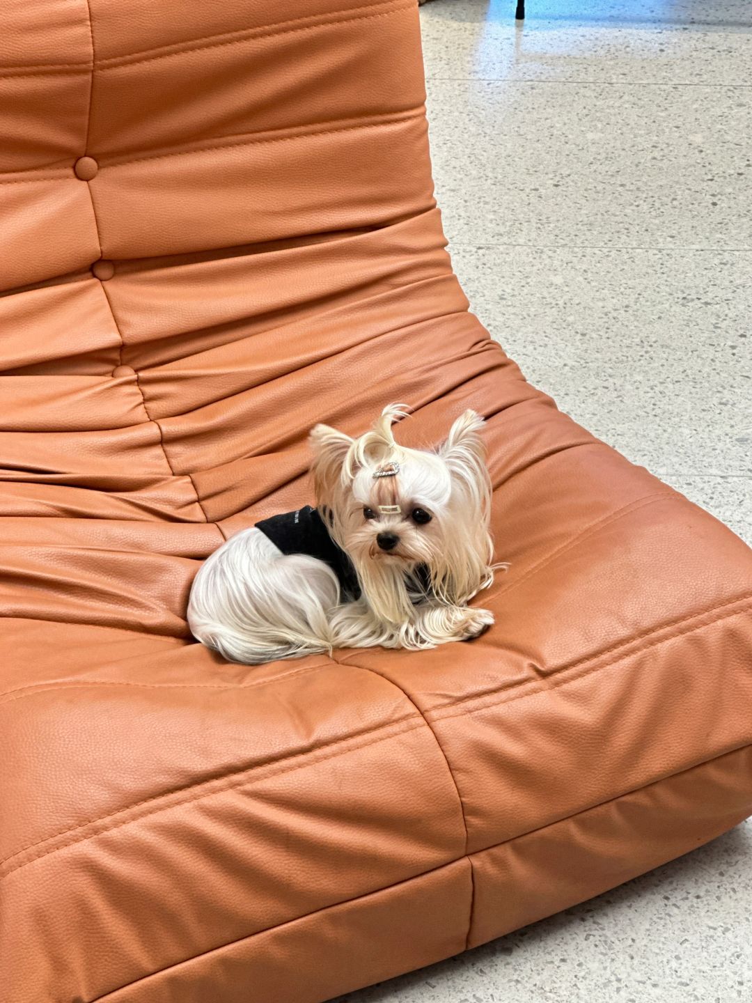 Beijing/Tianjin-New store in Beijing｜600㎡Puppy Coffee, cute and healing！