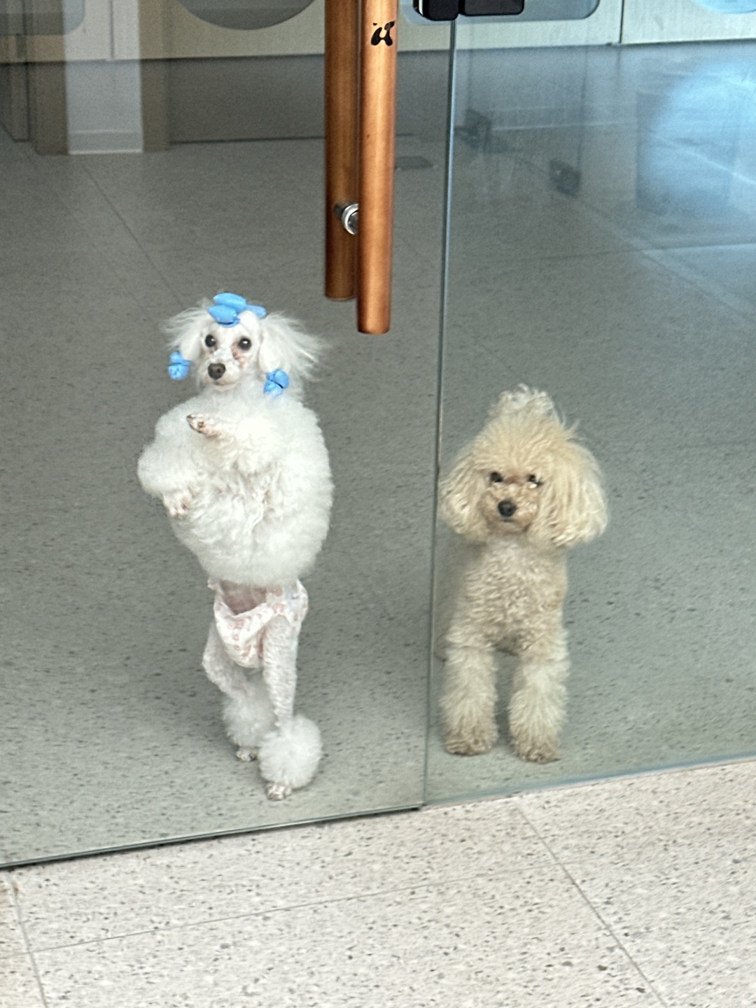 Beijing/Tianjin-New store in Beijing｜600㎡Puppy Coffee, cute and healing！