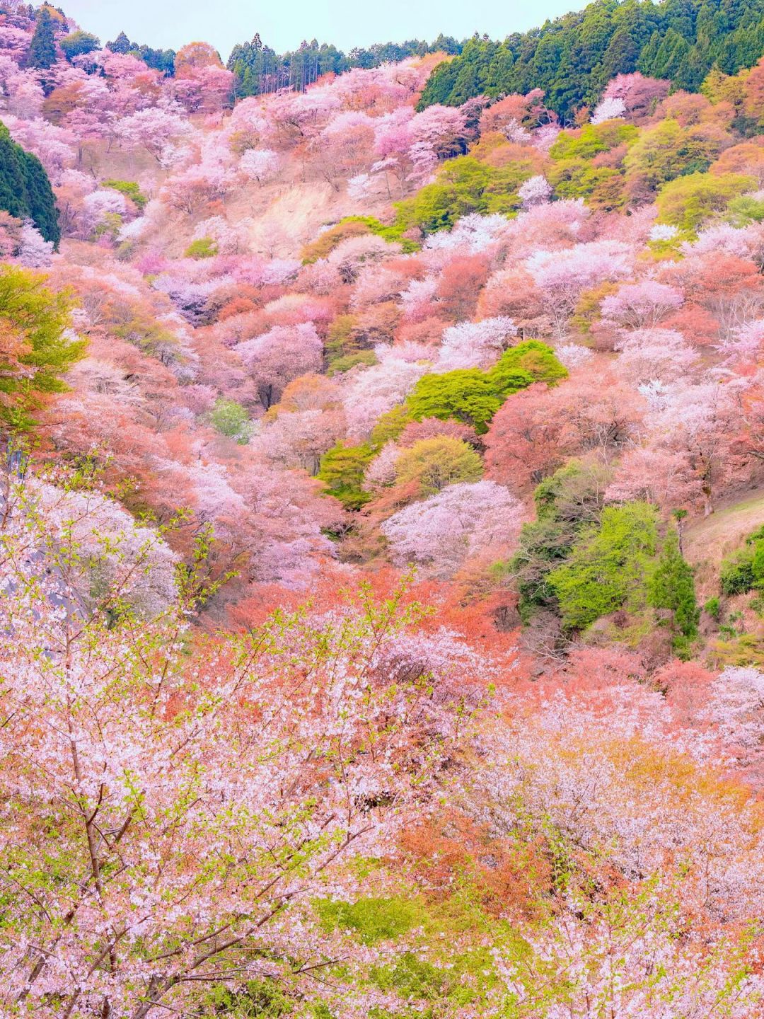 Osaka-The last 6 seats for cherry blossom viewing:Gion Festival, Hanama Path, Uji River,Yasaka Shrine,Lake Biwa