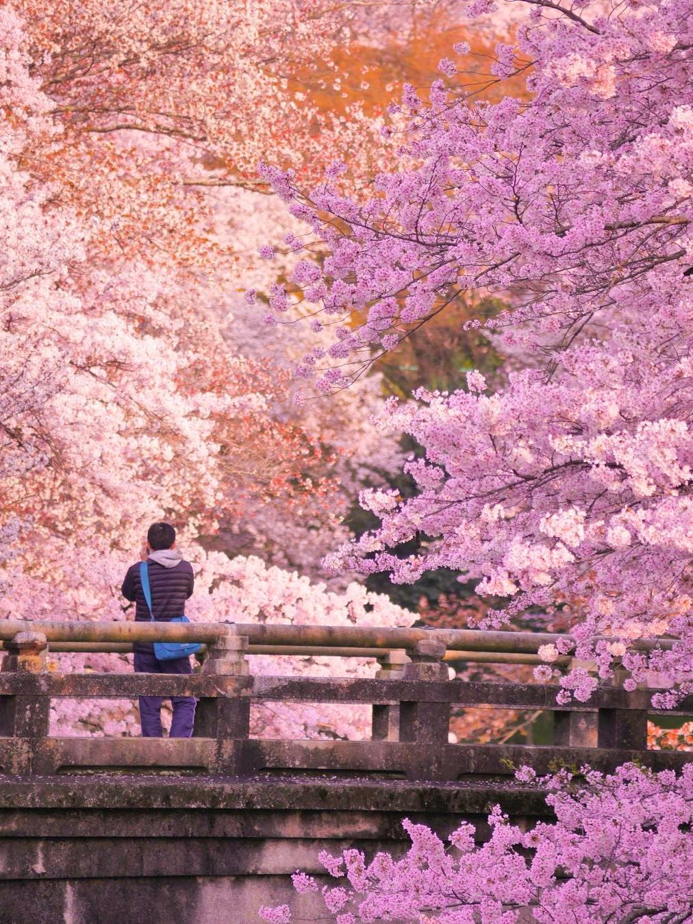 Osaka-The last 6 seats for cherry blossom viewing:Gion Festival, Hanama Path, Uji River,Yasaka Shrine,Lake Biwa