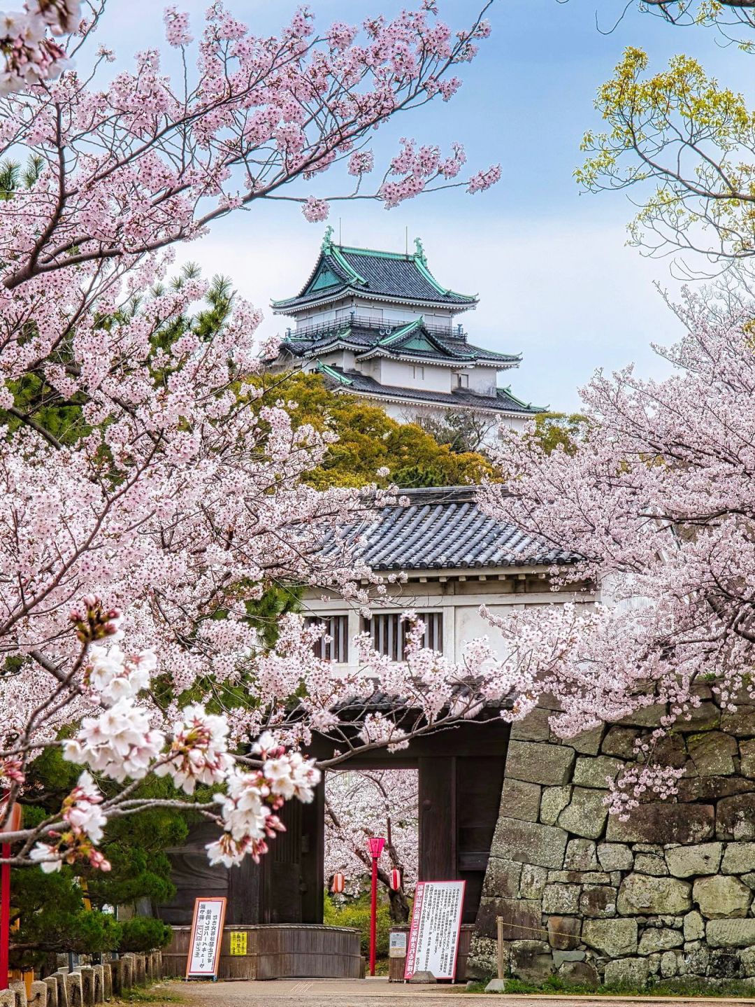 Osaka-The last 6 seats for cherry blossom viewing:Gion Festival, Hanama Path, Uji River,Yasaka Shrine,Lake Biwa