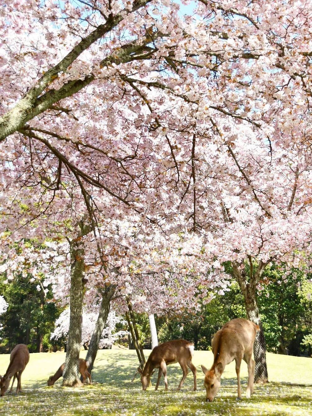 Osaka-The last 6 seats for cherry blossom viewing:Gion Festival, Hanama Path, Uji River,Yasaka Shrine,Lake Biwa