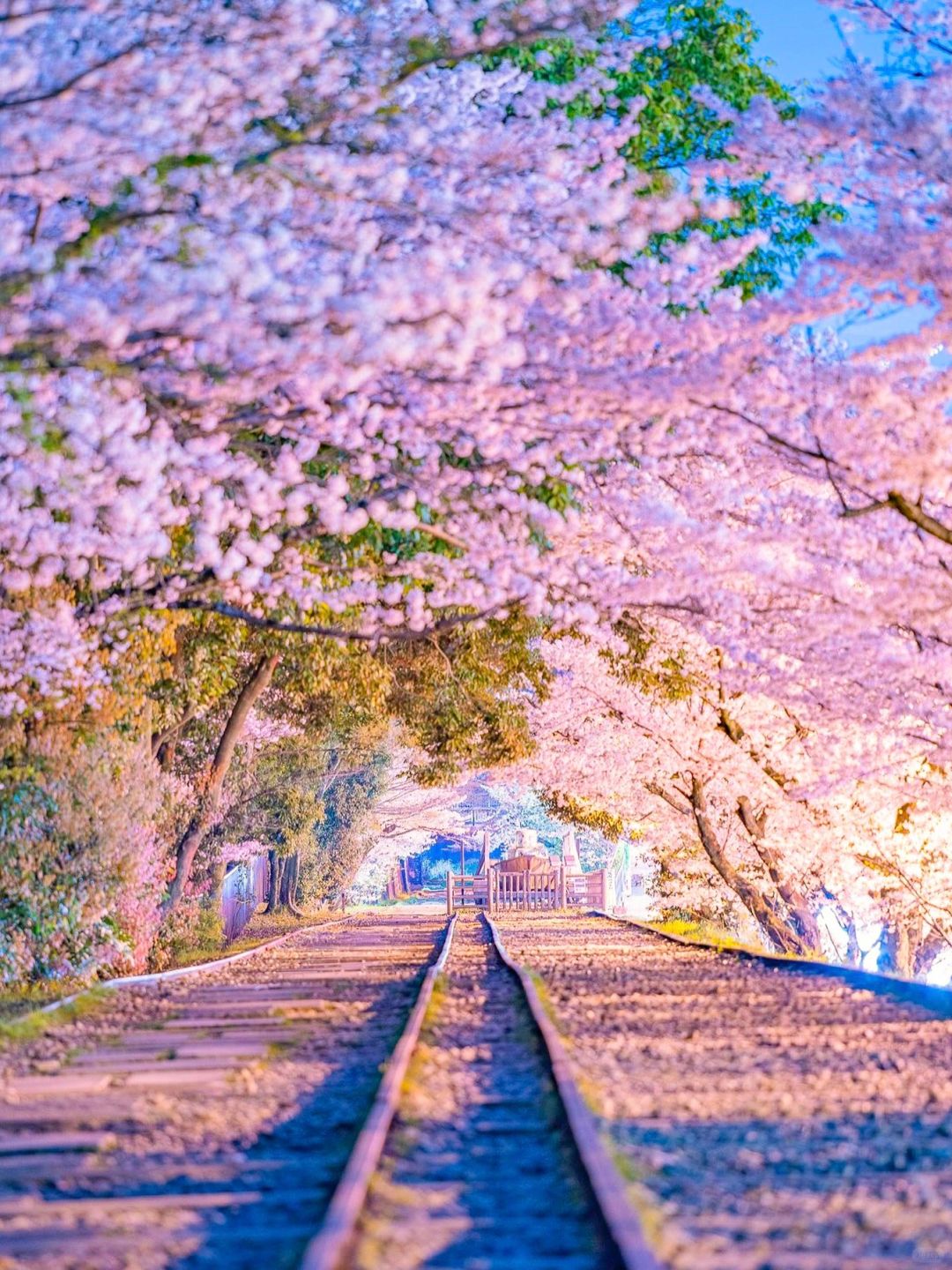 Osaka-The last 6 seats for cherry blossom viewing:Gion Festival, Hanama Path, Uji River,Yasaka Shrine,Lake Biwa