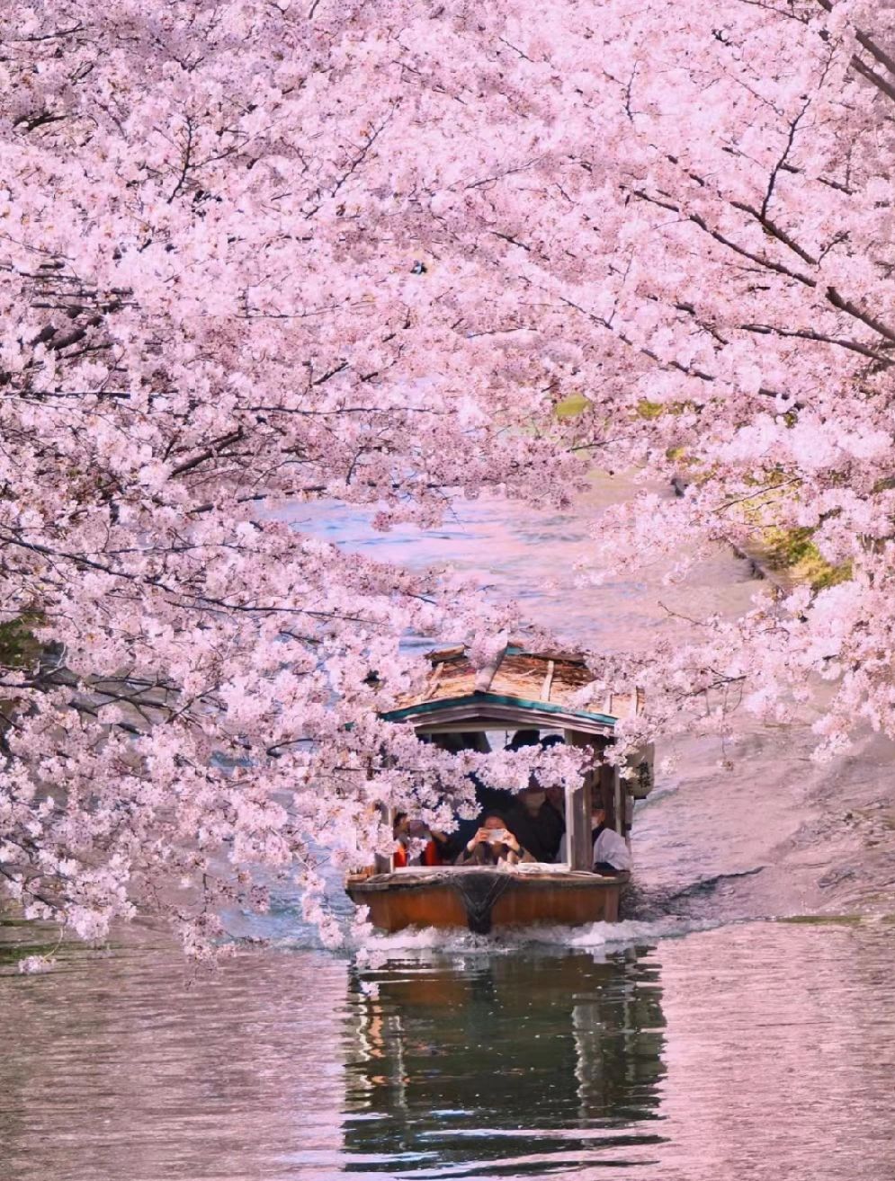 Osaka-Cherry Blossom Viewing Spots:Osaka Castle Park,Nara Park, Expo Commemorative Park,Kyoto  Kiyomizudera Temple