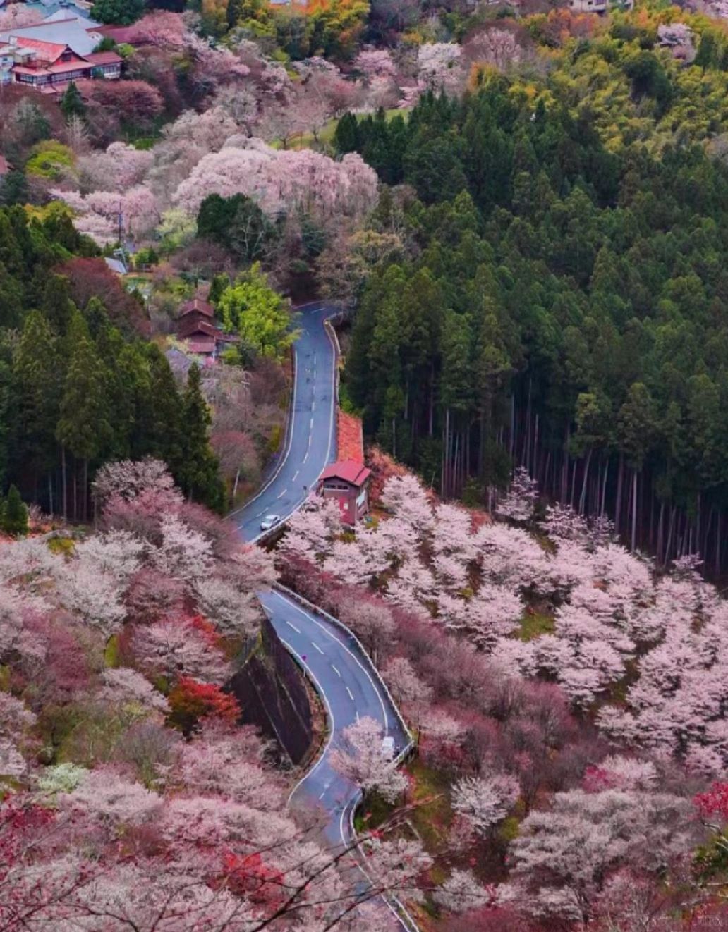 Osaka-Cherry Blossom Viewing Spots:Osaka Castle Park,Nara Park, Expo Commemorative Park,Kyoto  Kiyomizudera Temple