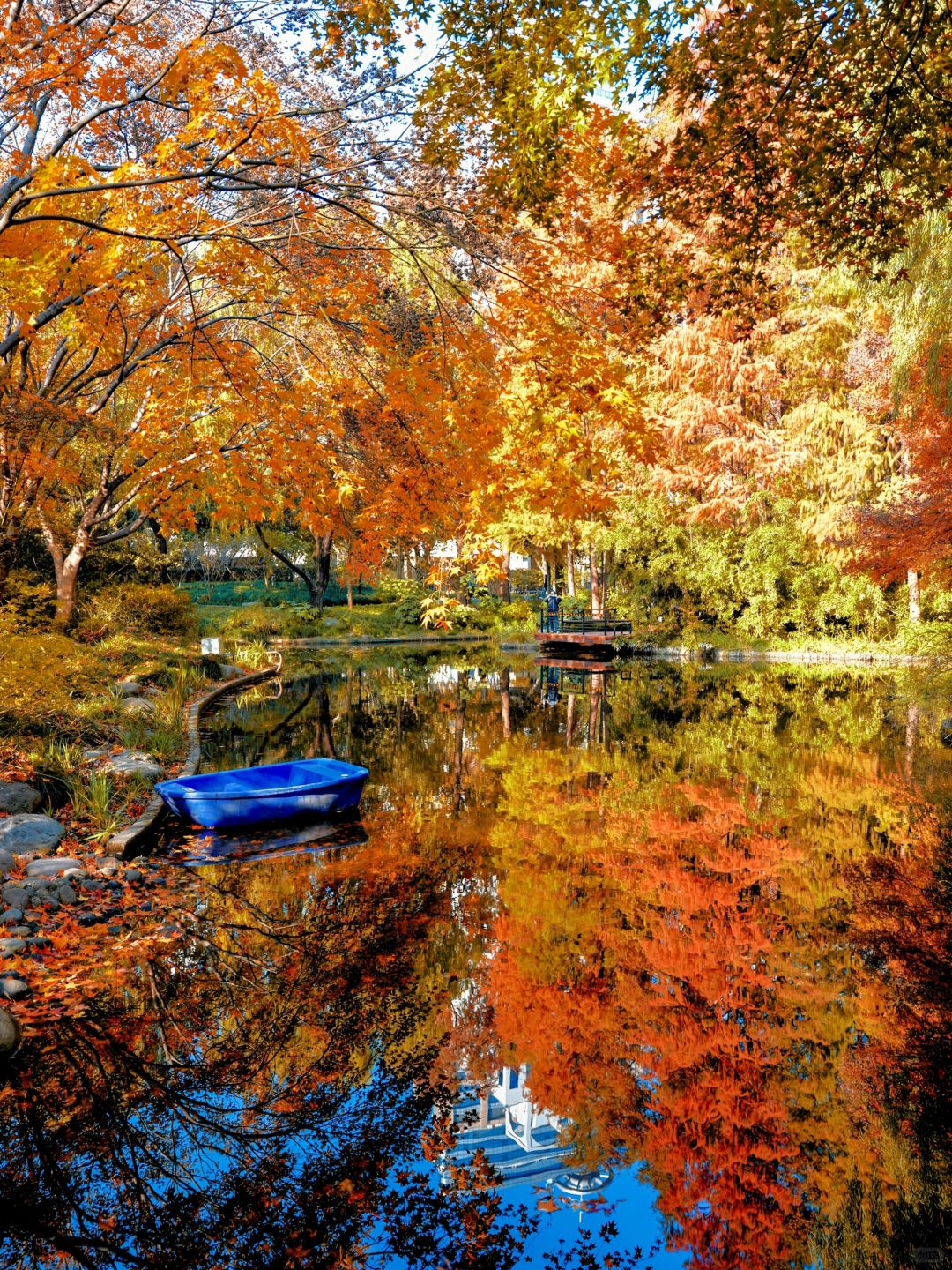 Shanghai/Hangzhou-Autumn maple leaf viewing in Shanghai！These places is truly a palette overturned by God!