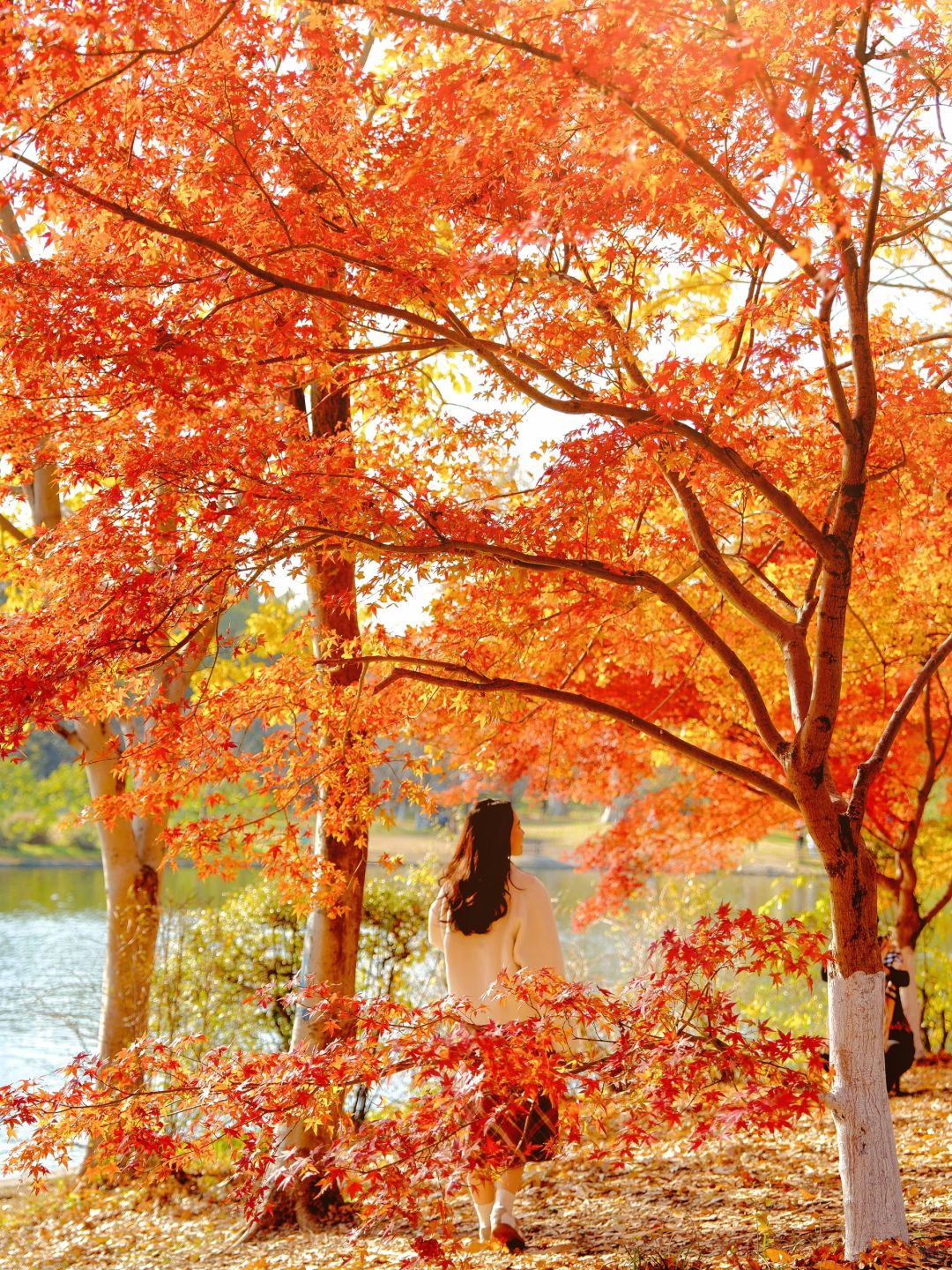 Shanghai/Hangzhou-Autumn maple leaf viewing in Shanghai！These places is truly a palette overturned by God!