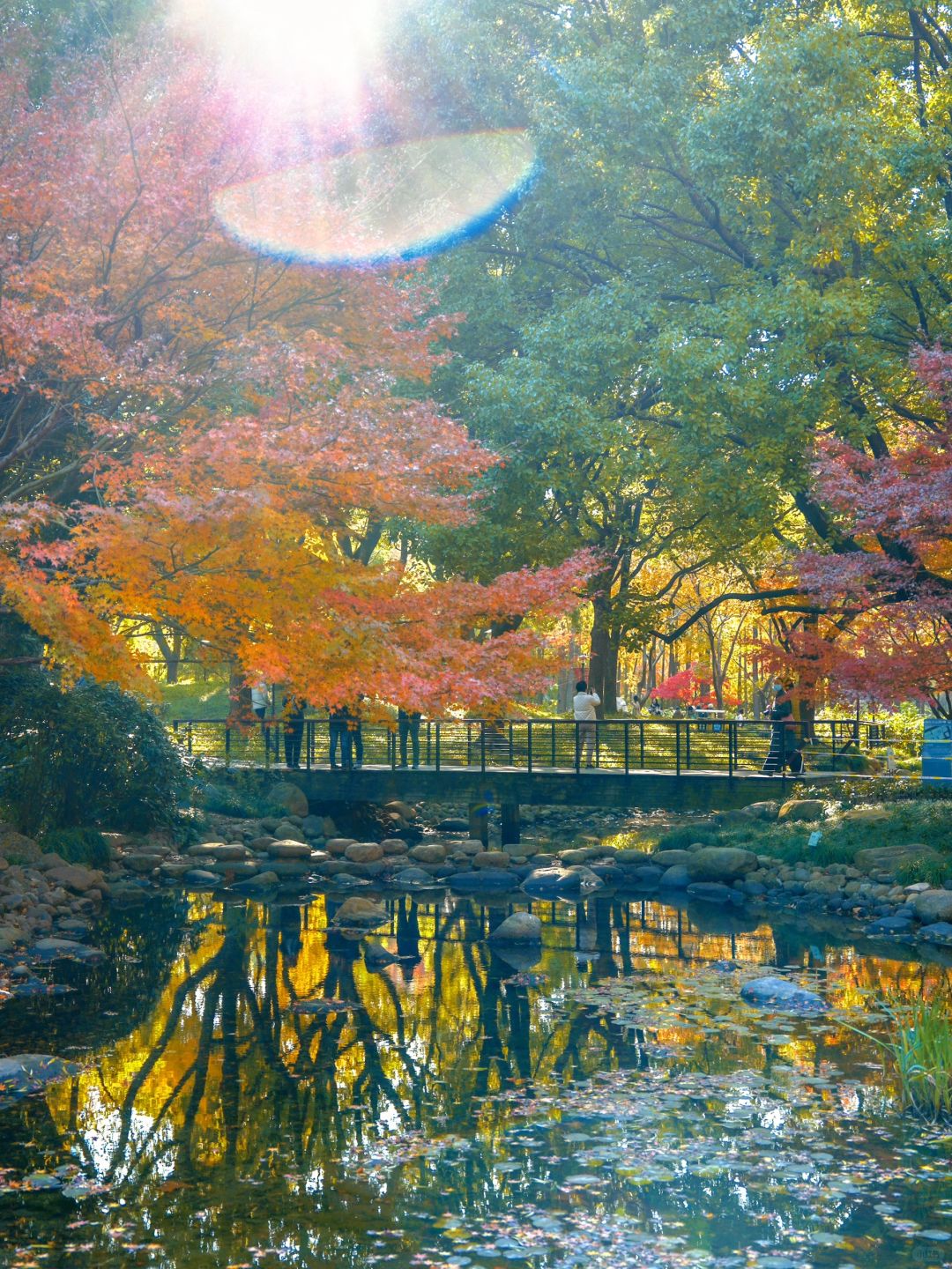 Shanghai/Hangzhou-Autumn maple leaf viewing in Shanghai！These places is truly a palette overturned by God!