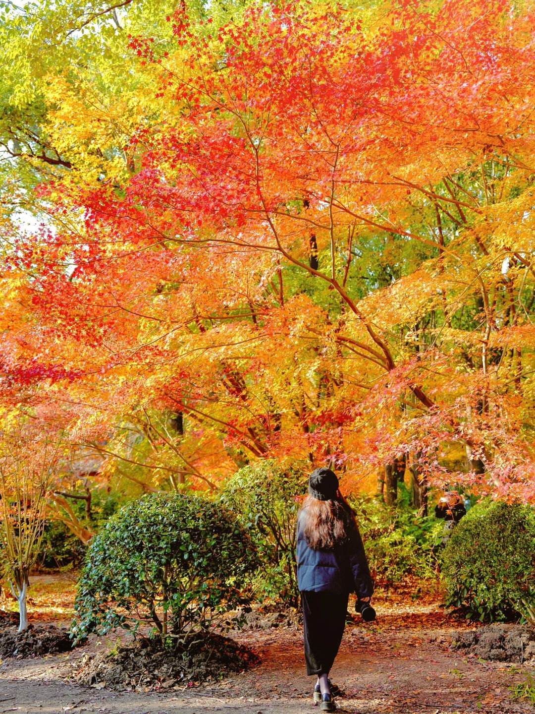 Shanghai/Hangzhou-Autumn maple leaf viewing in Shanghai！These places is truly a palette overturned by God!