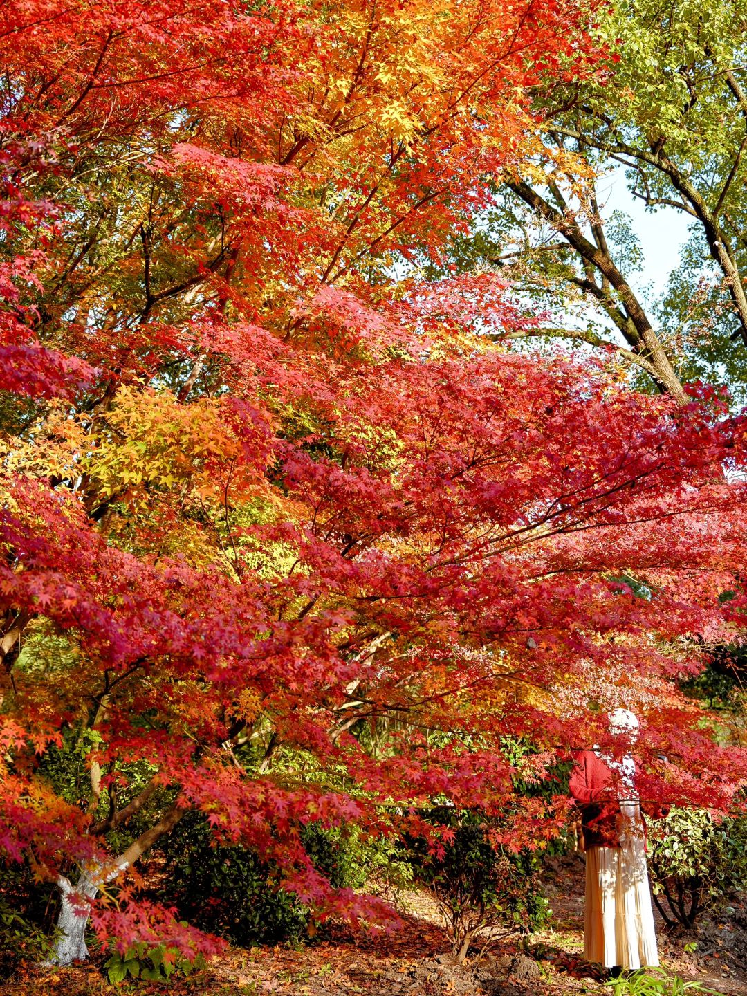 Shanghai/Hangzhou-Autumn maple leaf viewing in Shanghai！These places is truly a palette overturned by God!