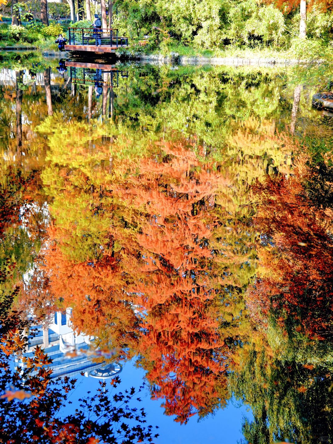 Shanghai/Hangzhou-Autumn maple leaf viewing in Shanghai！These places is truly a palette overturned by God!
