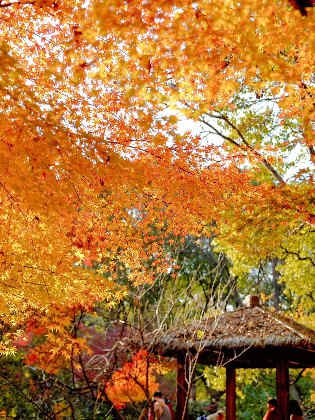 Shanghai/Hangzhou-Autumn maple leaf viewing in Shanghai！These places is truly a palette overturned by God!