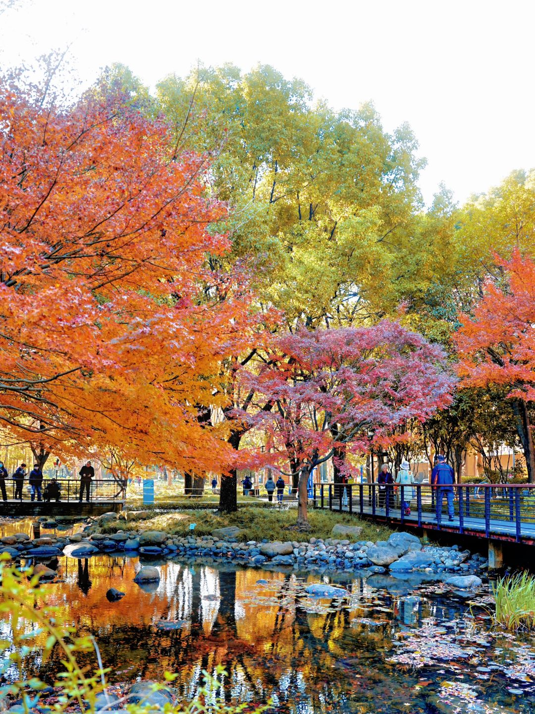 Shanghai/Hangzhou-Autumn maple leaf viewing in Shanghai！These places is truly a palette overturned by God!