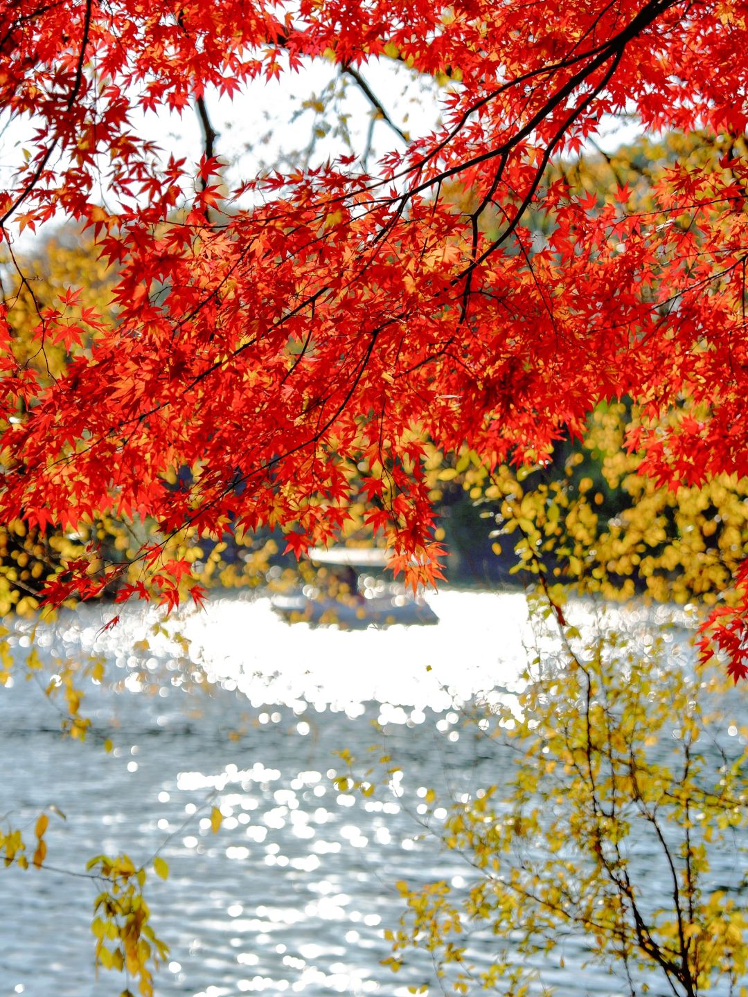 Shanghai/Hangzhou-Autumn maple leaf viewing in Shanghai！These places is truly a palette overturned by God!