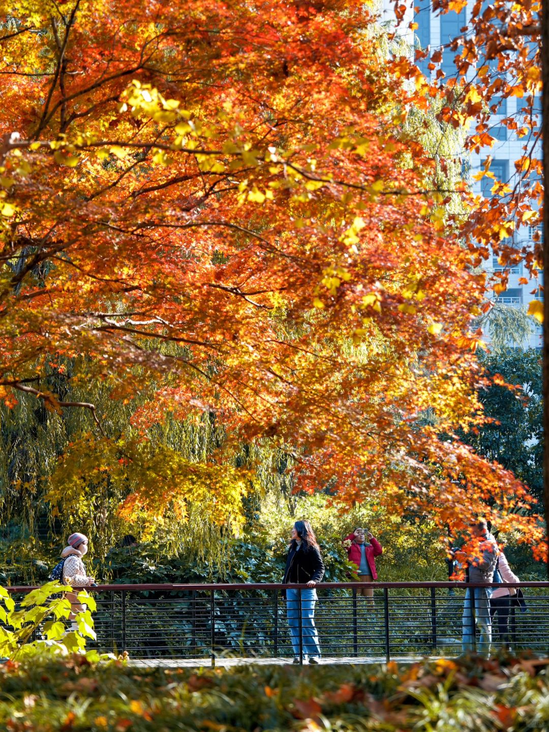 Shanghai/Hangzhou-Autumn maple leaf viewing in Shanghai！These places is truly a palette overturned by God!