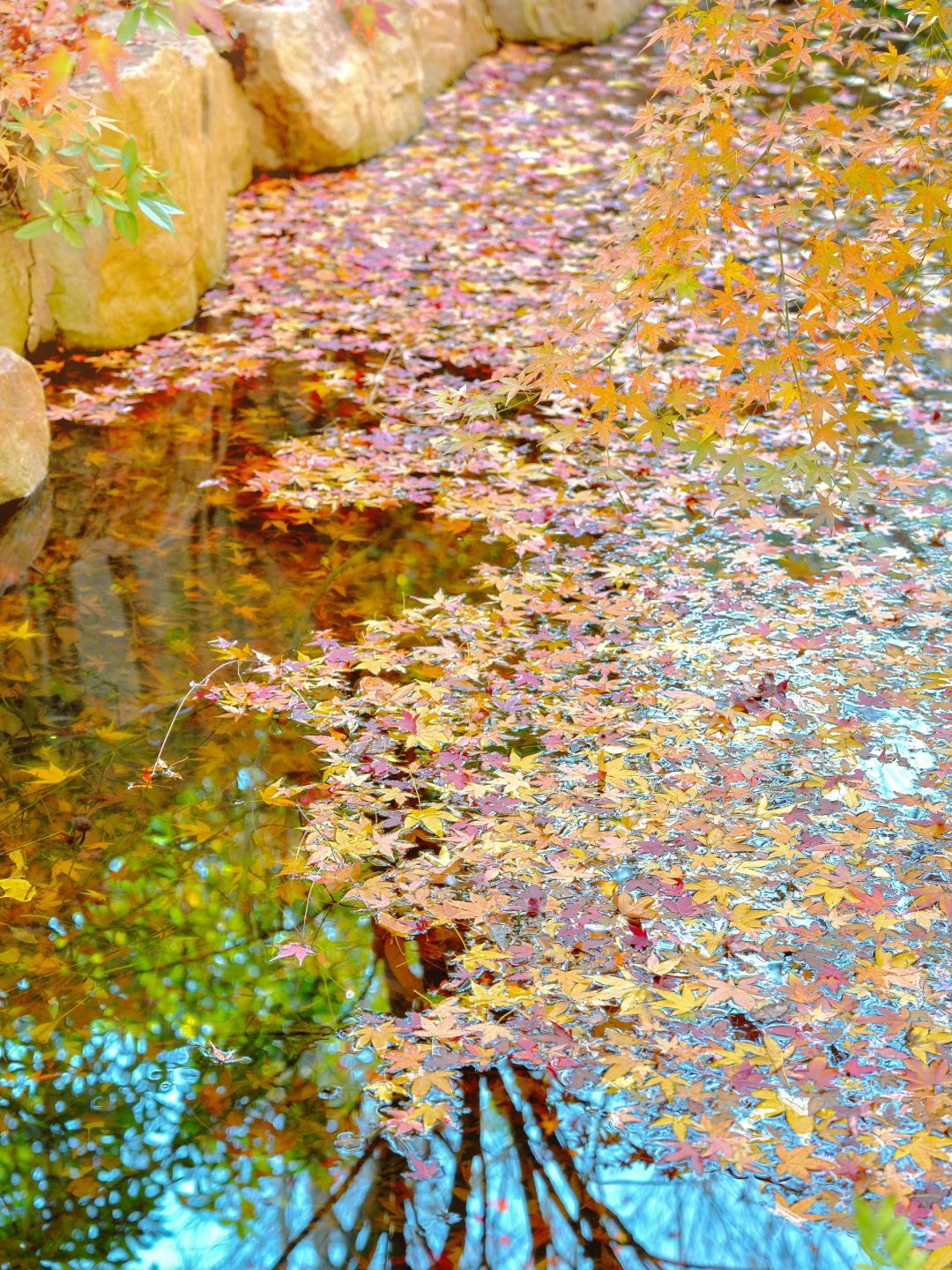 Shanghai/Hangzhou-Autumn maple leaf viewing in Shanghai！These places is truly a palette overturned by God!