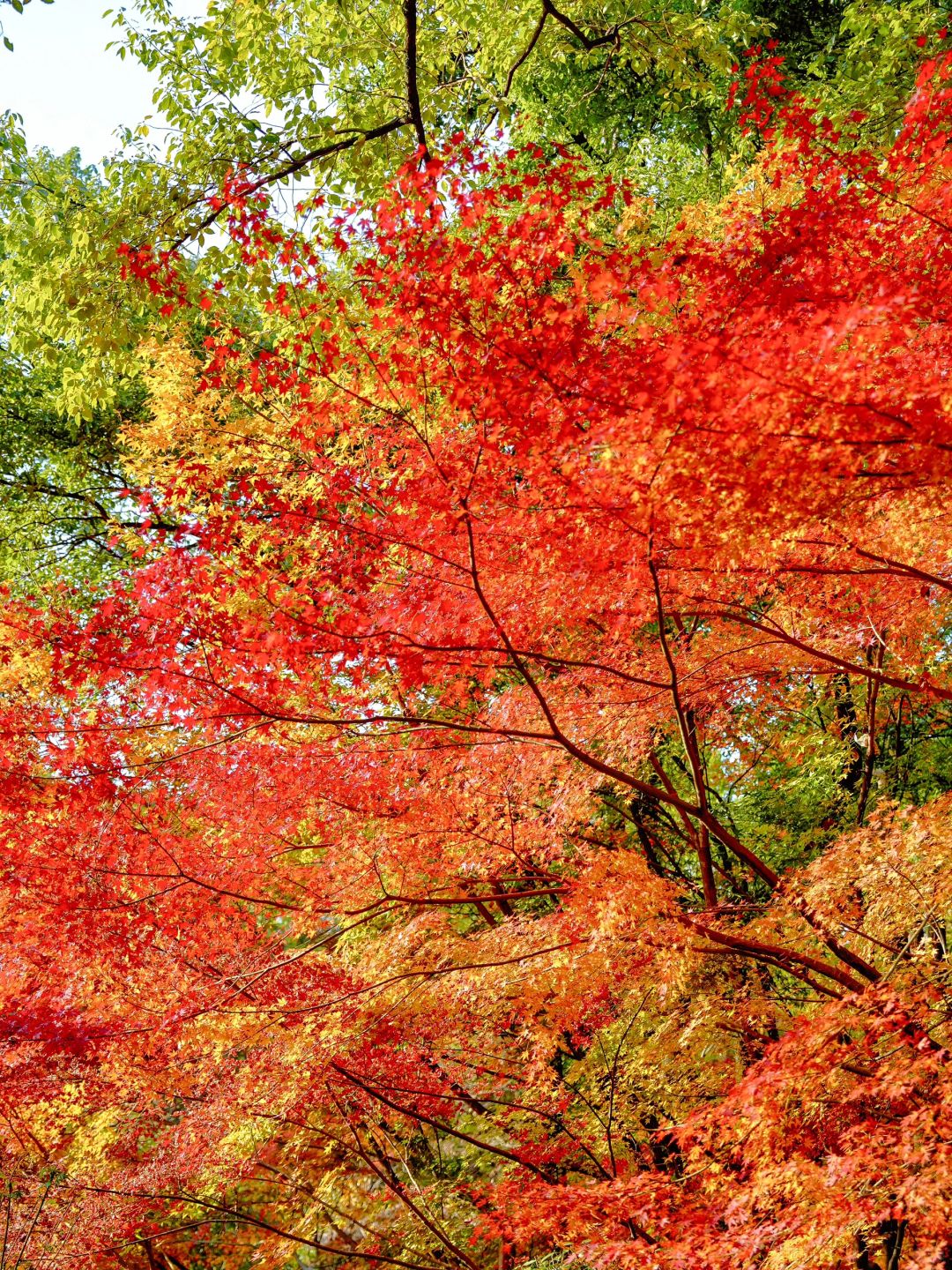 Shanghai/Hangzhou-Autumn maple leaf viewing in Shanghai！These places is truly a palette overturned by God!