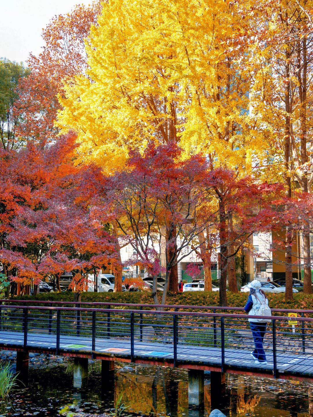 Shanghai/Hangzhou-Autumn maple leaf viewing in Shanghai！These places is truly a palette overturned by God!