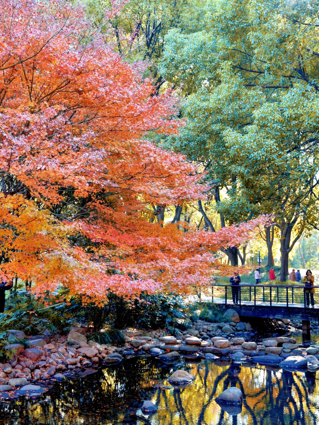 Shanghai/Hangzhou-Autumn maple leaf viewing in Shanghai！These places is truly a palette overturned by God!